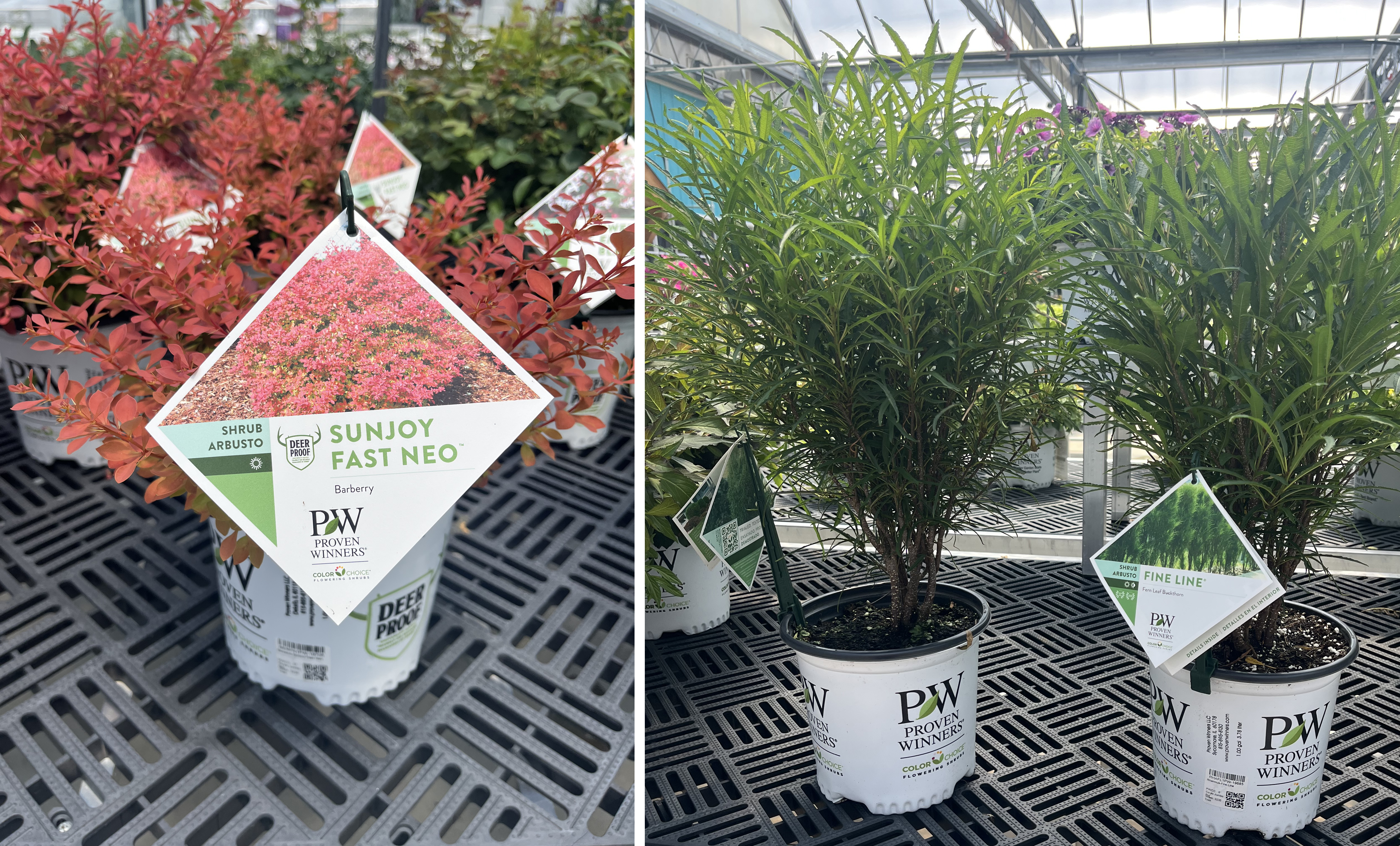 Side-by-side photos of potted ornamental shrubs in a greenhouse. Left: red-leaved Sunjoy Fast NEO barberry. Right: two tall, narrow Fine Line buckthorn shrubs with green foliage.